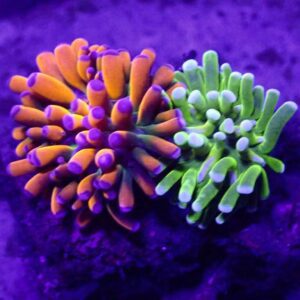 Tiger torch with cotton candy torch