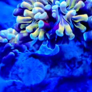 Branching Banana Hammer